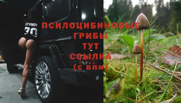 индика Бородино